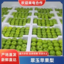 江苏南京翠玉苹果梨现摘现发量大从优全国发货可视频看货