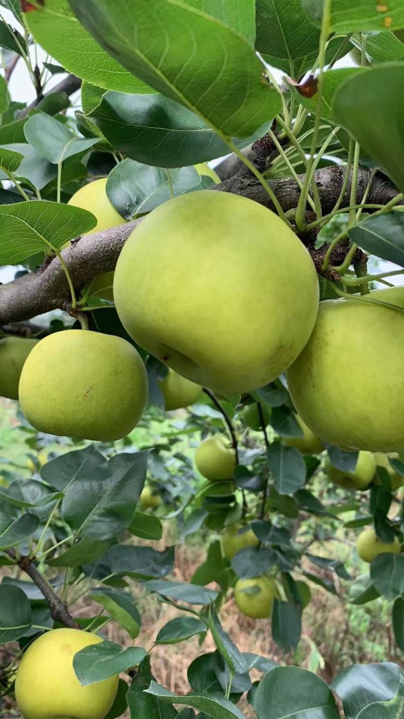 热销翠玉苹果梨高端水果保质保量产地直发量大优惠