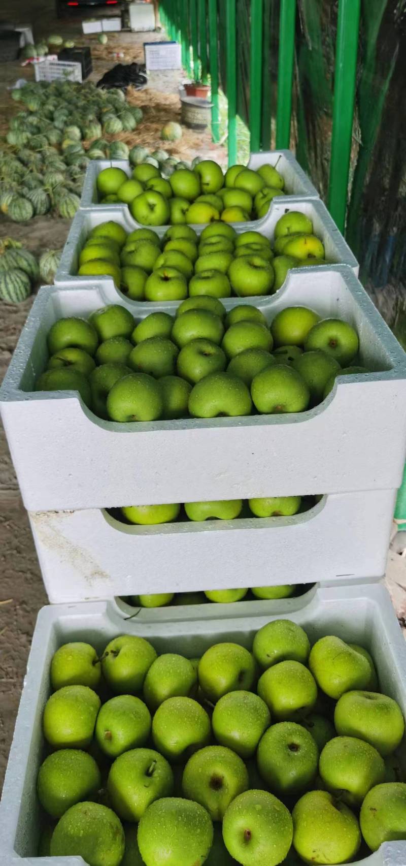 热销翠玉苹果梨高端水果保质保量产地直发量大优惠
