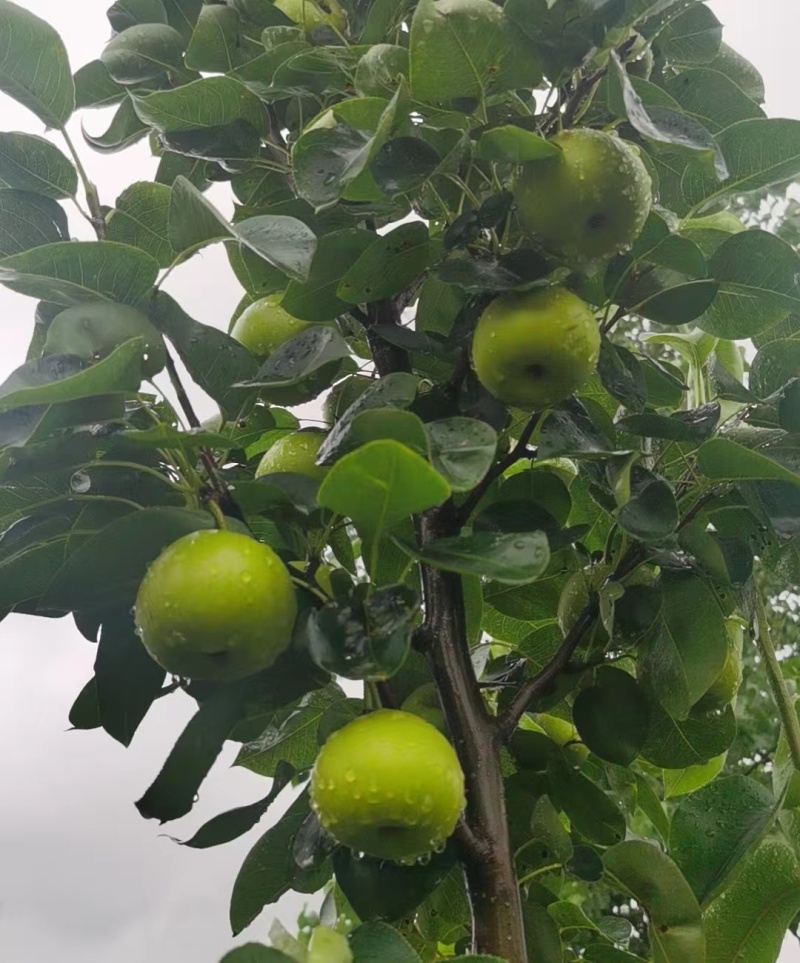 热销翠玉苹果梨高端水果保质保量产地直发量大优惠