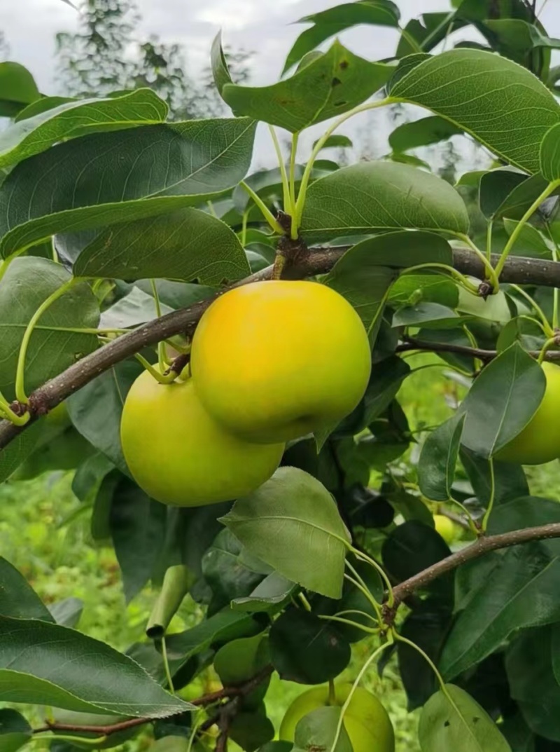 热销翠玉苹果梨高端水果保质保量产地直发量大优惠