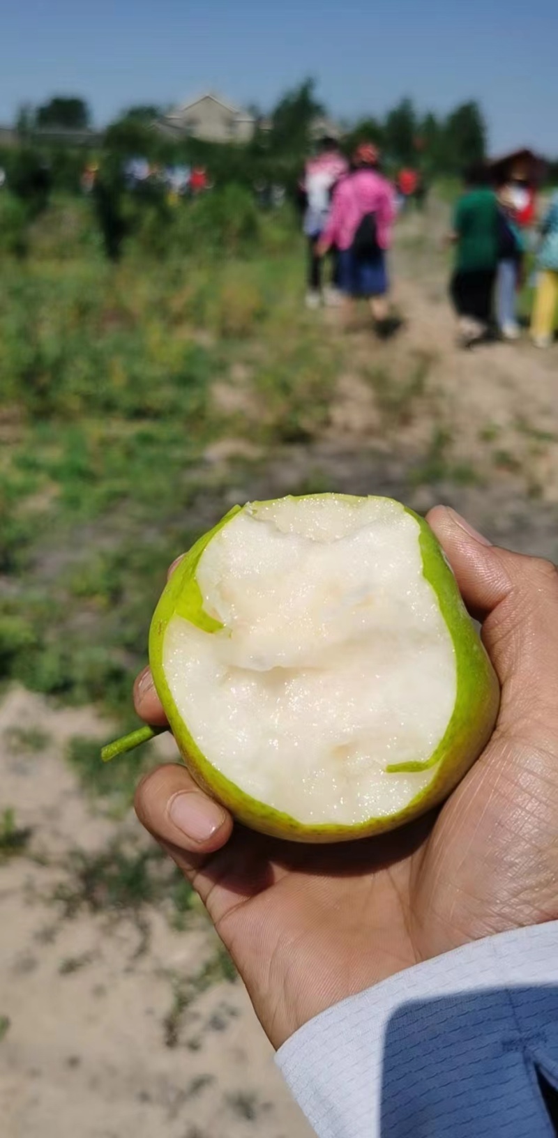 热销翠玉苹果梨高端水果保质保量产地直发量大优惠