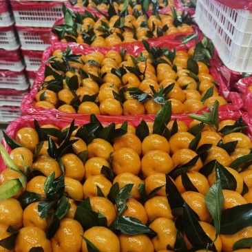 云南特早蜜橘皮薄纯甜品质保证对接电商市场出口等
