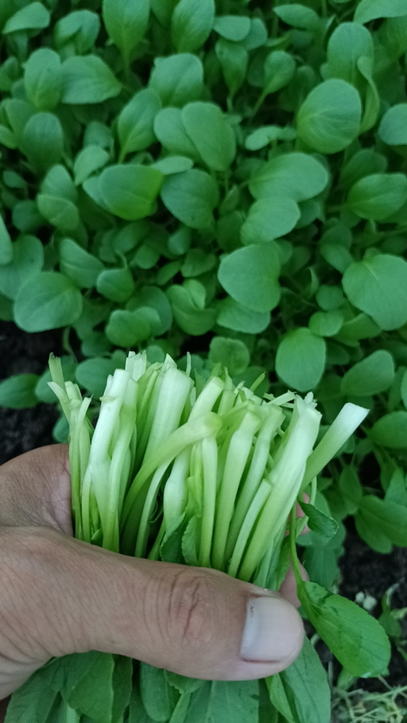 精品鸡毛菜