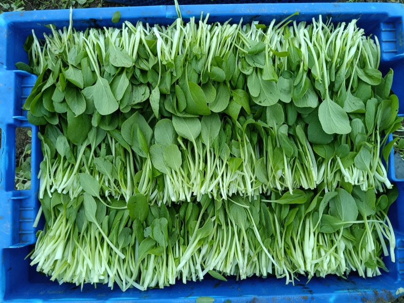 精品鸡毛菜