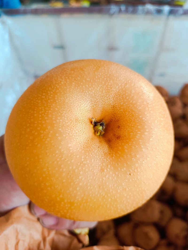 秋月梨安徽砀山新玉梨货源稳定商超电商供货代收代发