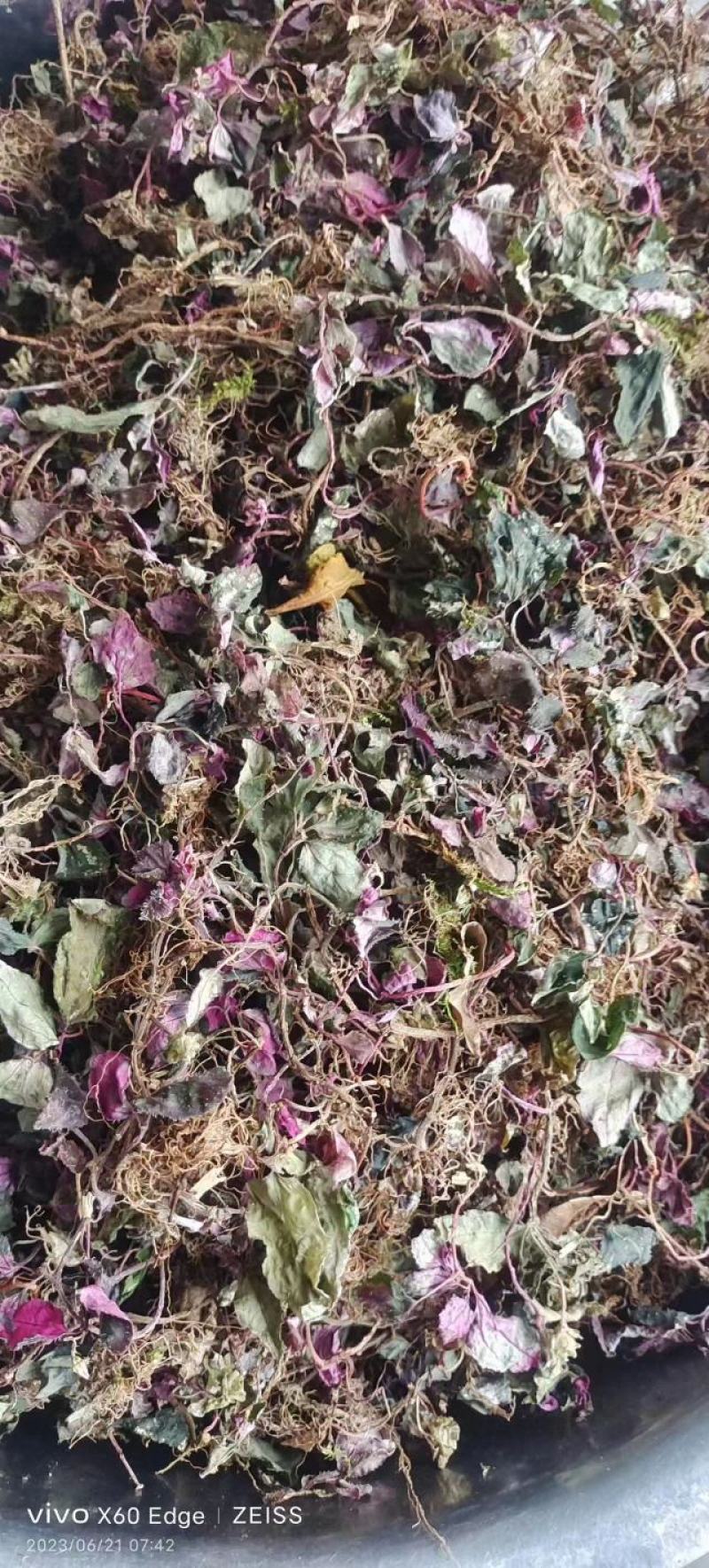 神山老林，野生风柜斗草，自然晒干。不添加任何药水泡制。