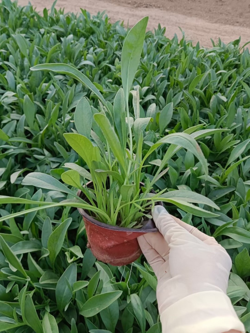 金鸡菊苗多年生宿根花卉植物杯苗花色艳丽花苞多花期长