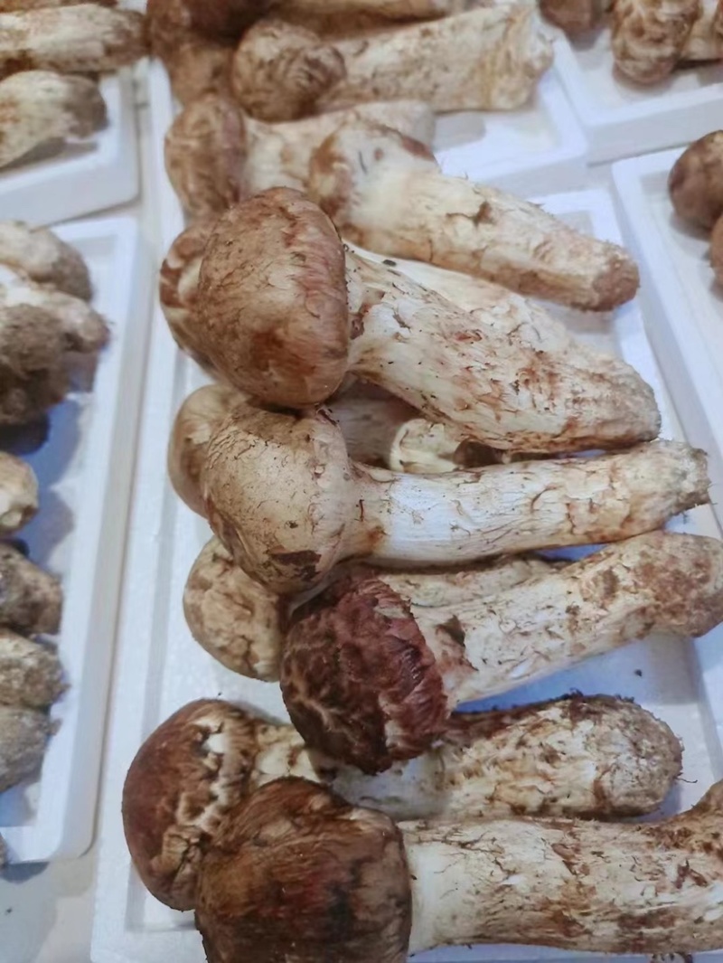 新鲜松茸上市，质量嘎嘎好，价格实惠