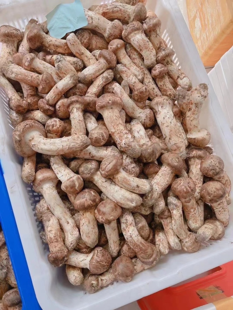 新鲜松茸上市，质量嘎嘎好，价格实惠