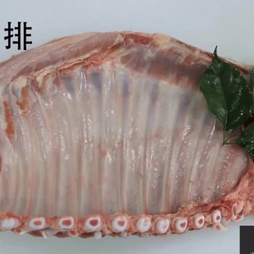 乳牛排厂家直销量大从优