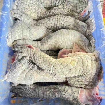 鳄鱼掌鳄鱼分割厂家直销需要可以大量定做价格实惠