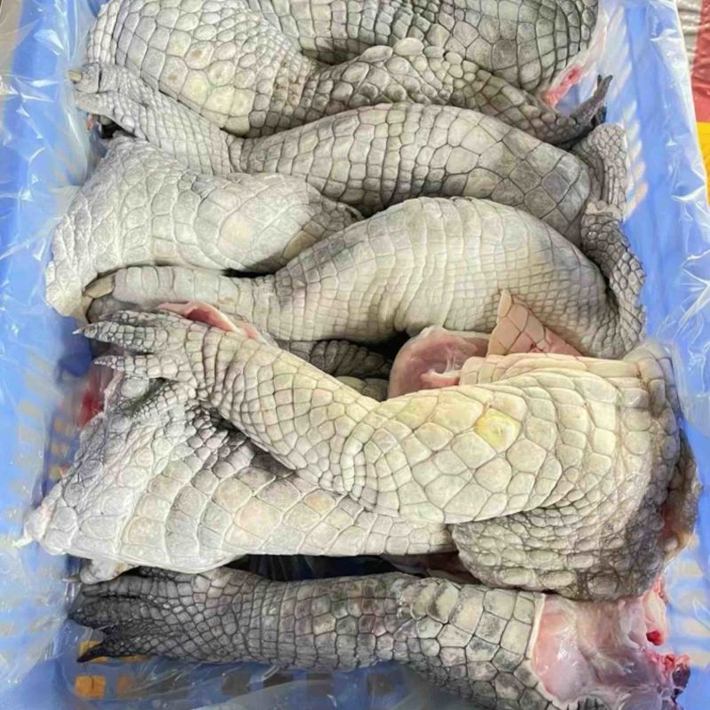鳄鱼掌鳄鱼分割厂家直销需要可以大量定做价格实惠