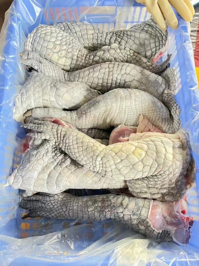 鳄鱼掌鳄鱼分割厂家直销需要可以大量定做价格实惠