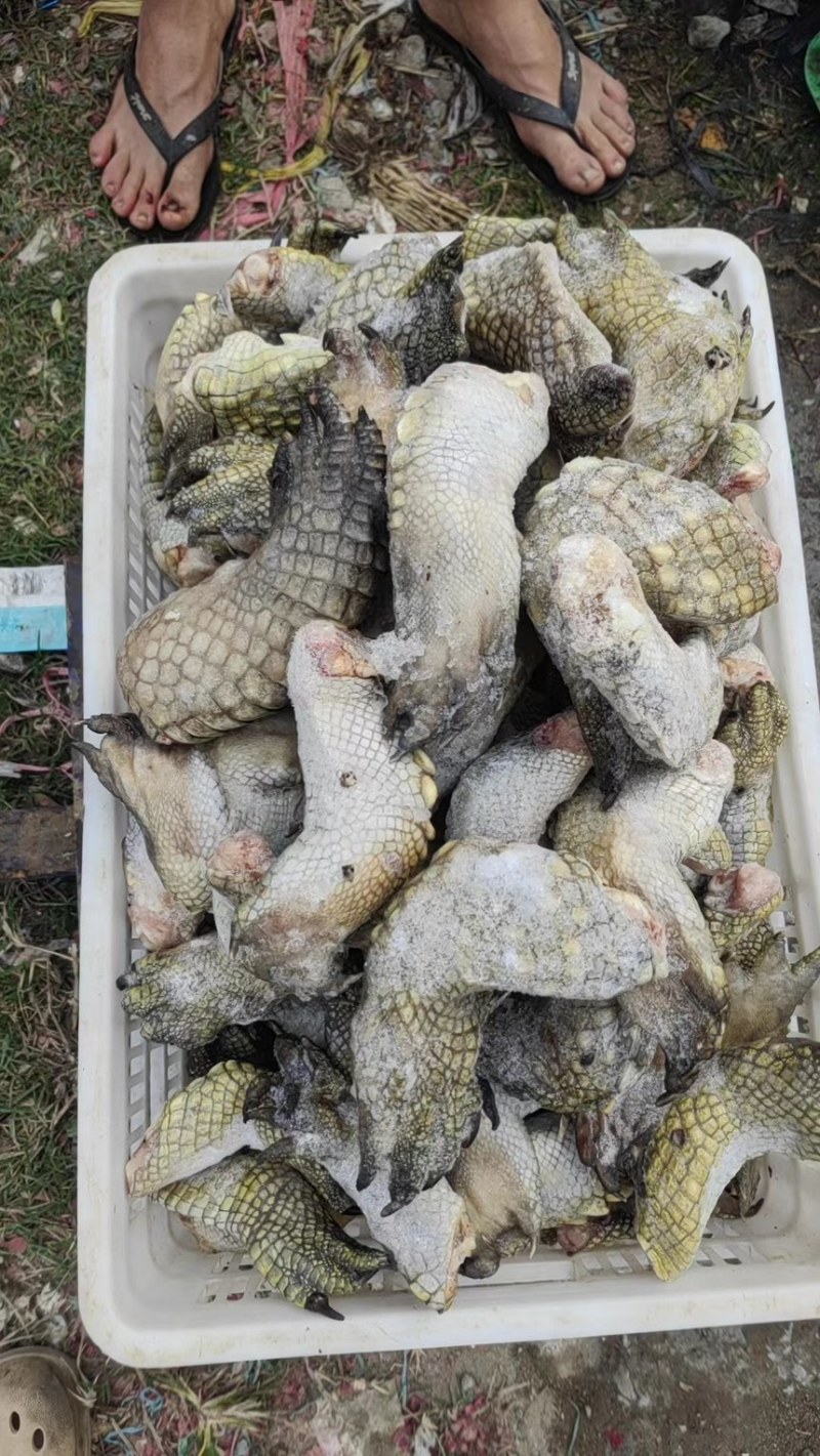 鳄鱼掌鳄鱼分割厂家直销需要可以大量定做价格实惠