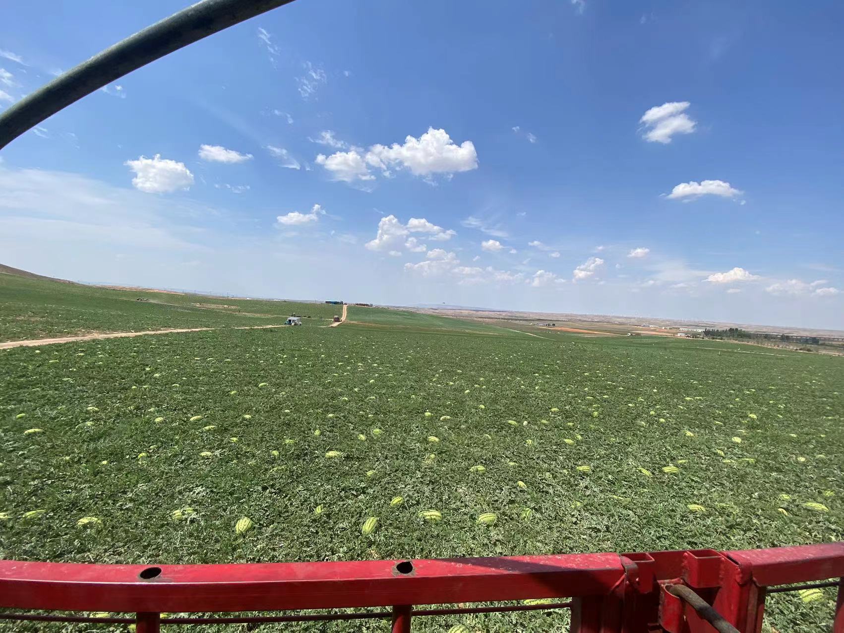 伽师瓜种植在新疆的沙漠绿洲中