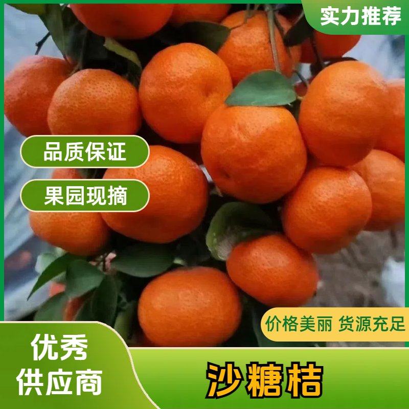 沙糖桔4kg 今年最後 【公式通販】