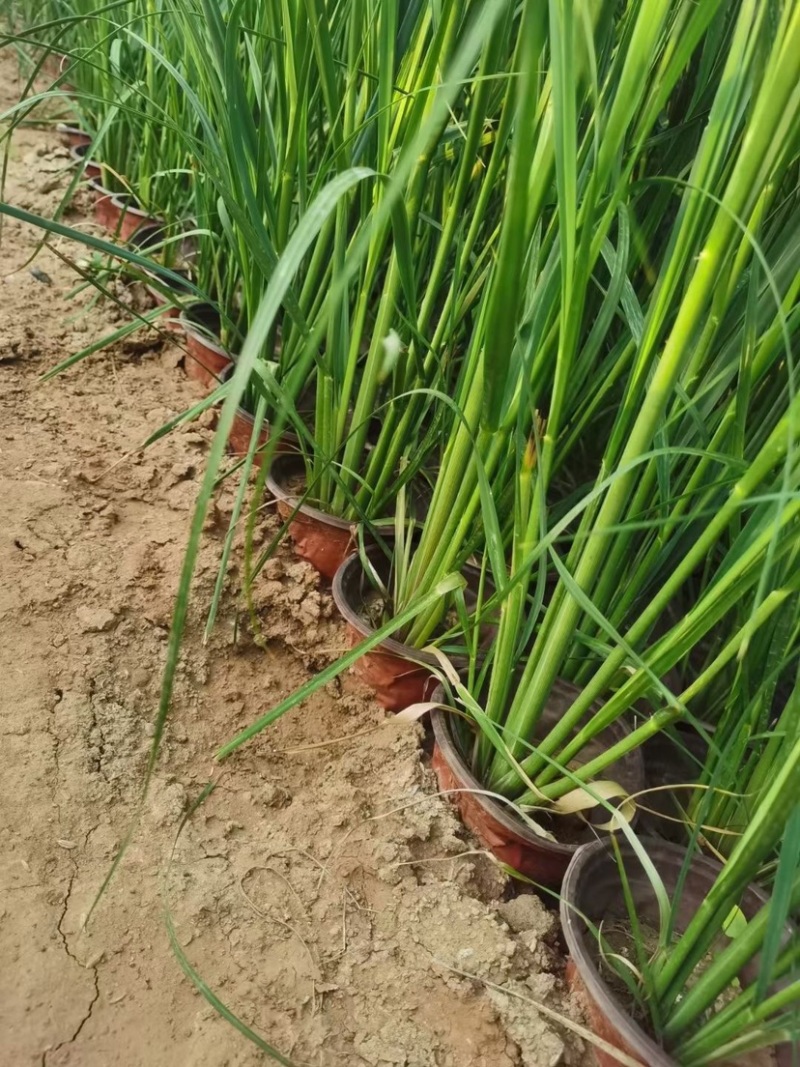 矮蒲苇可做花镜水生植物基地一手货源提供技术指导