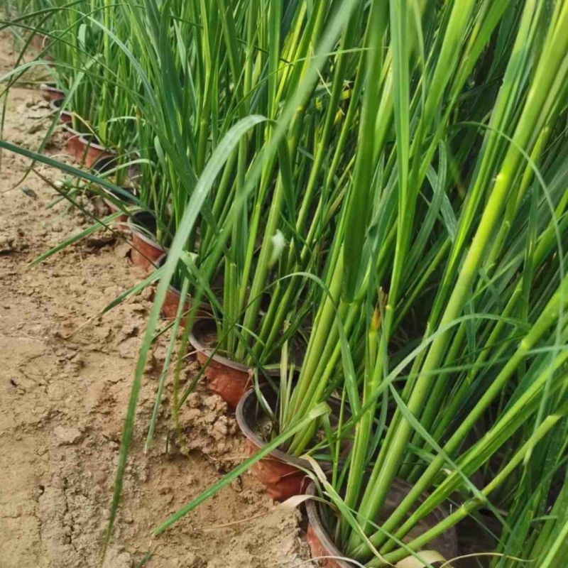 矮蒲苇可做花镜水生植物基地一手货源提供技术指导