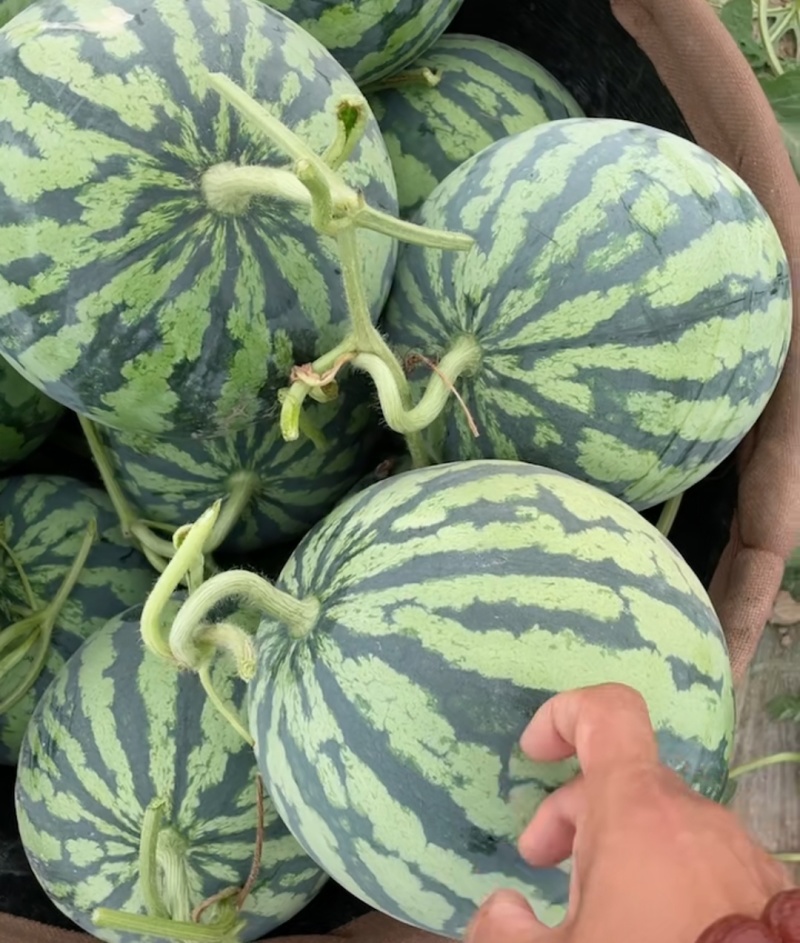 江苏盐城西瓜头茬无籽美都西瓜优质品种大量上市代发全国