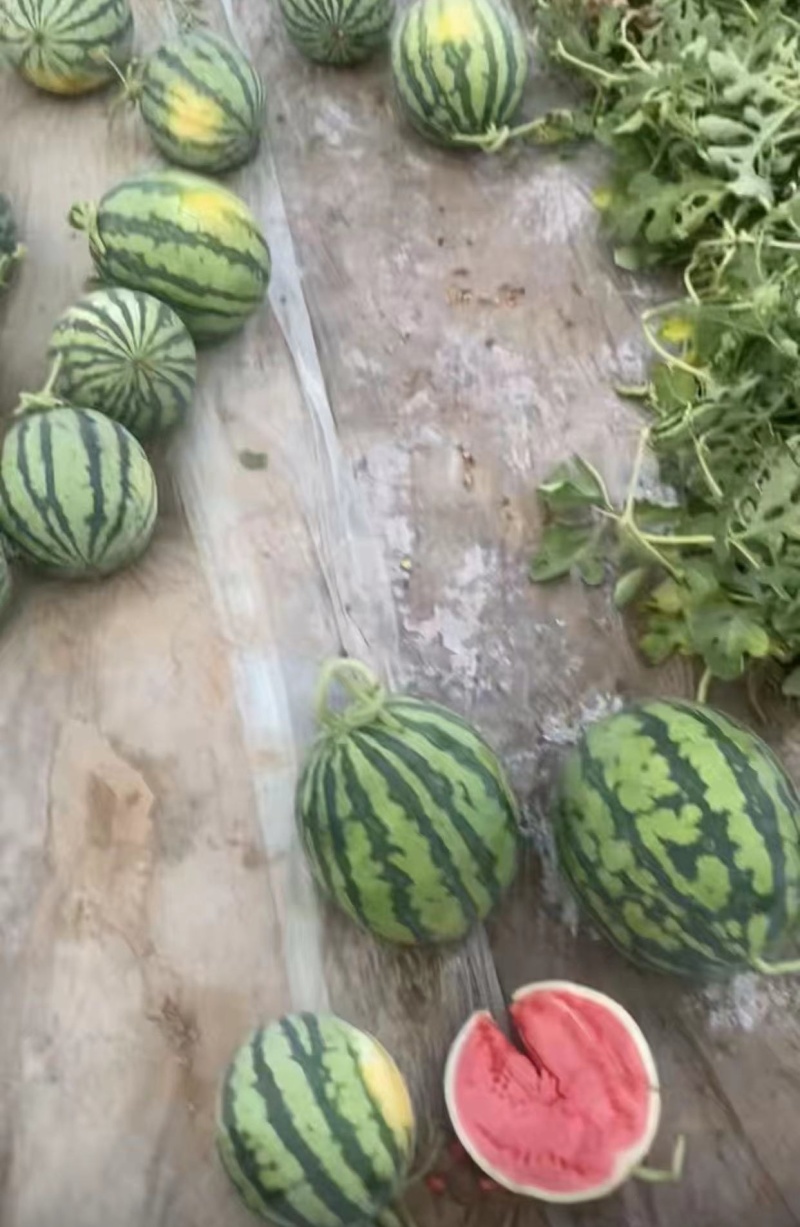 江苏盐城西瓜头茬无籽美都西瓜优质品种大量上市代发全国