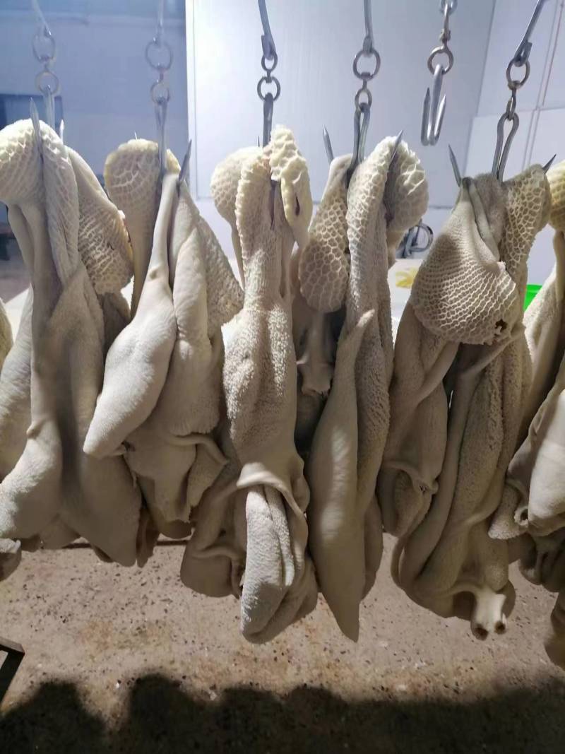 【优选牛肚】山东济南商河纯水退牛肚大量有货欢迎采购商随时咨询
