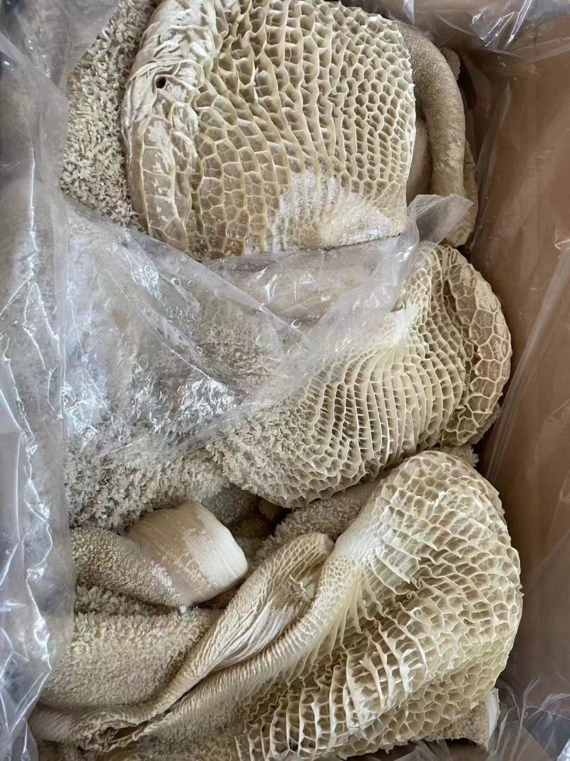 【优选牛肚】山东济南商河纯水退牛肚大量有货欢迎采购商随时咨询