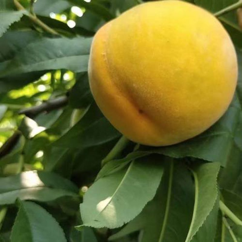 代收代发代销代采