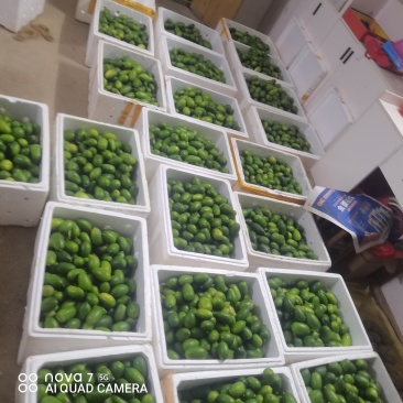 广东香水柠檬有需要可以安排