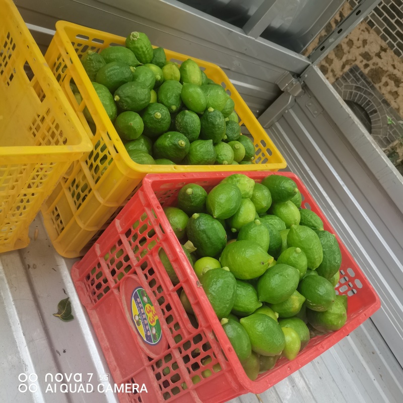 广东香水柠檬有需要可以安排