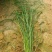 矮蒲苇可做花镜水生植物基地一手货源提供技术指导