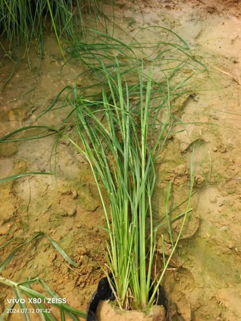 矮蒲苇可做花镜水生植物基地一手货源提供技术指导