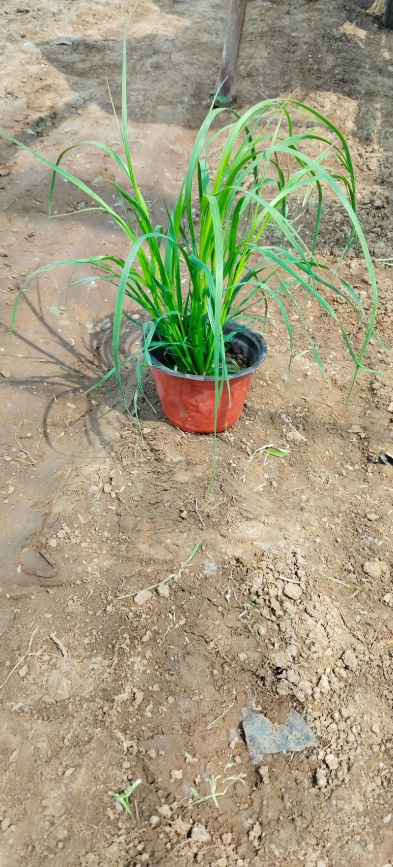 矮蒲苇可做花镜水生植物基地一手货源提供技术指导