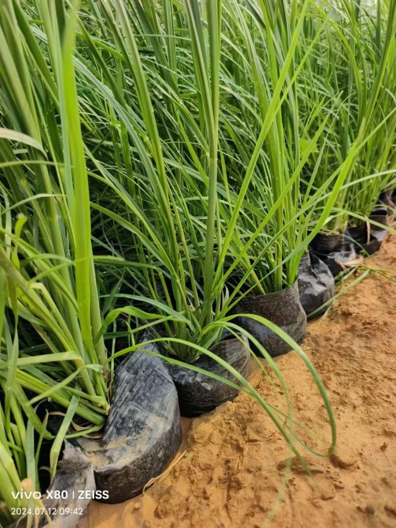 矮蒲苇可做花镜水生植物基地一手货源提供技术指导