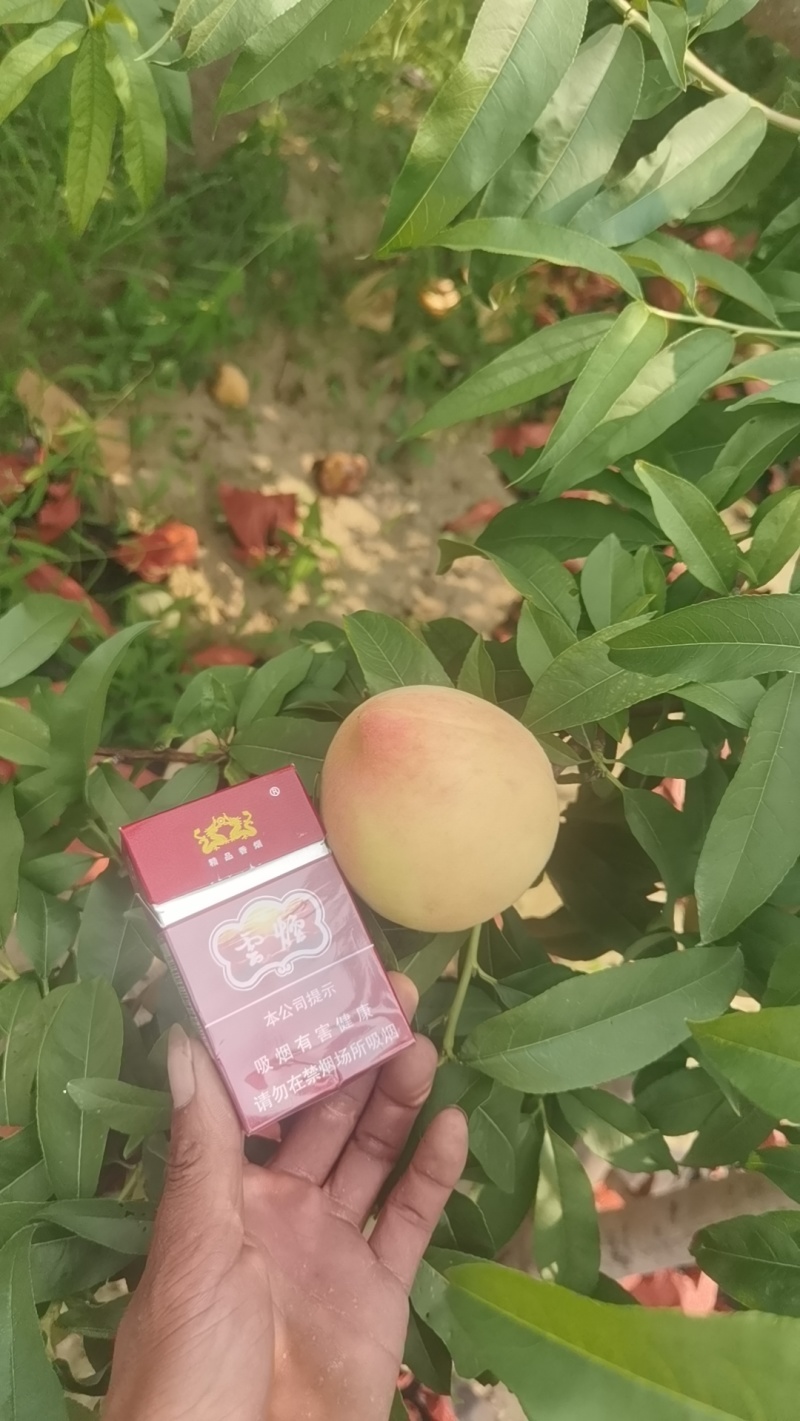桃