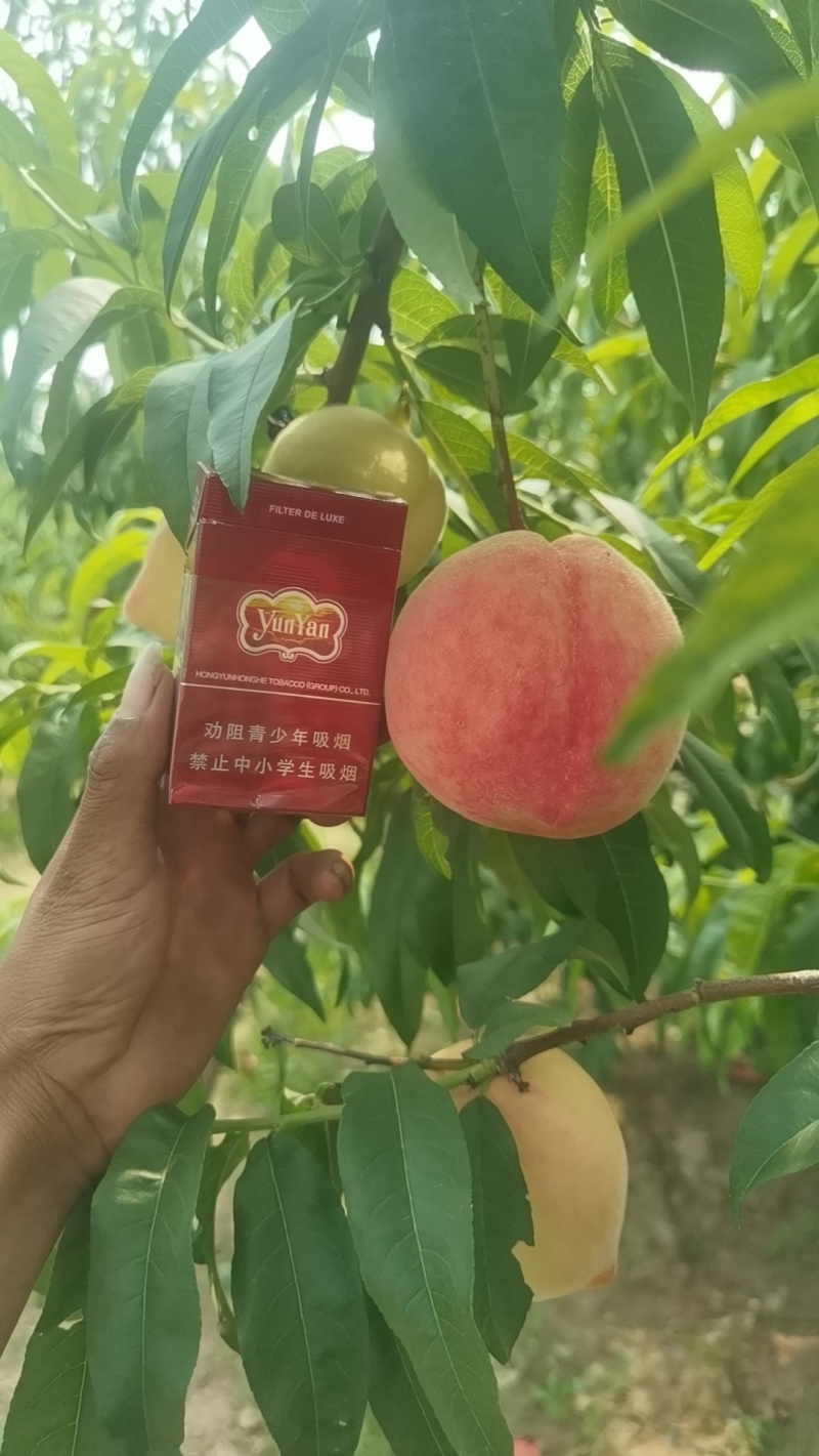 桃