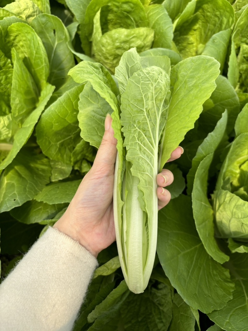 全年种小白菜，基地出货，保质保量，欢迎合作，实地考察