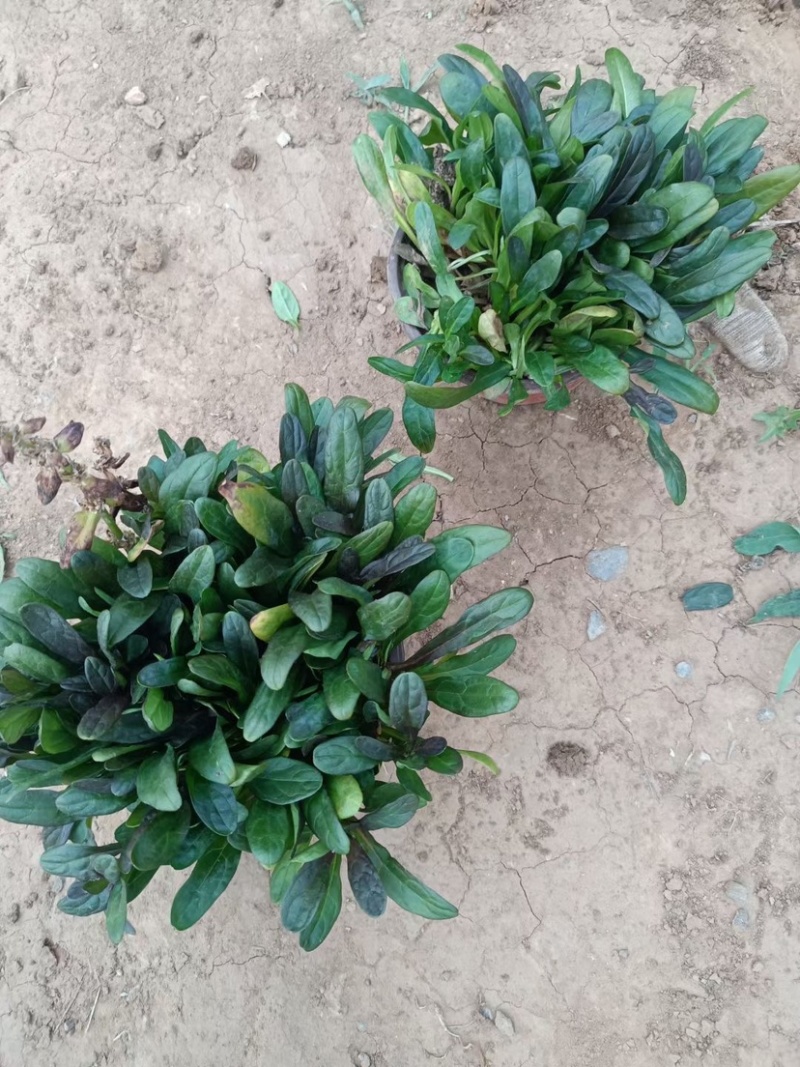 筋骨草日本筋骨草基地直发一手货源