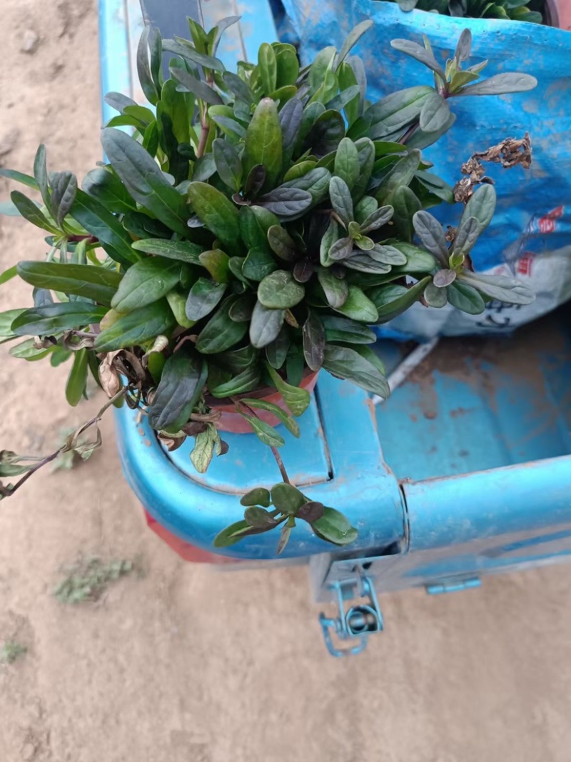 筋骨草日本筋骨草基地直发一手货源