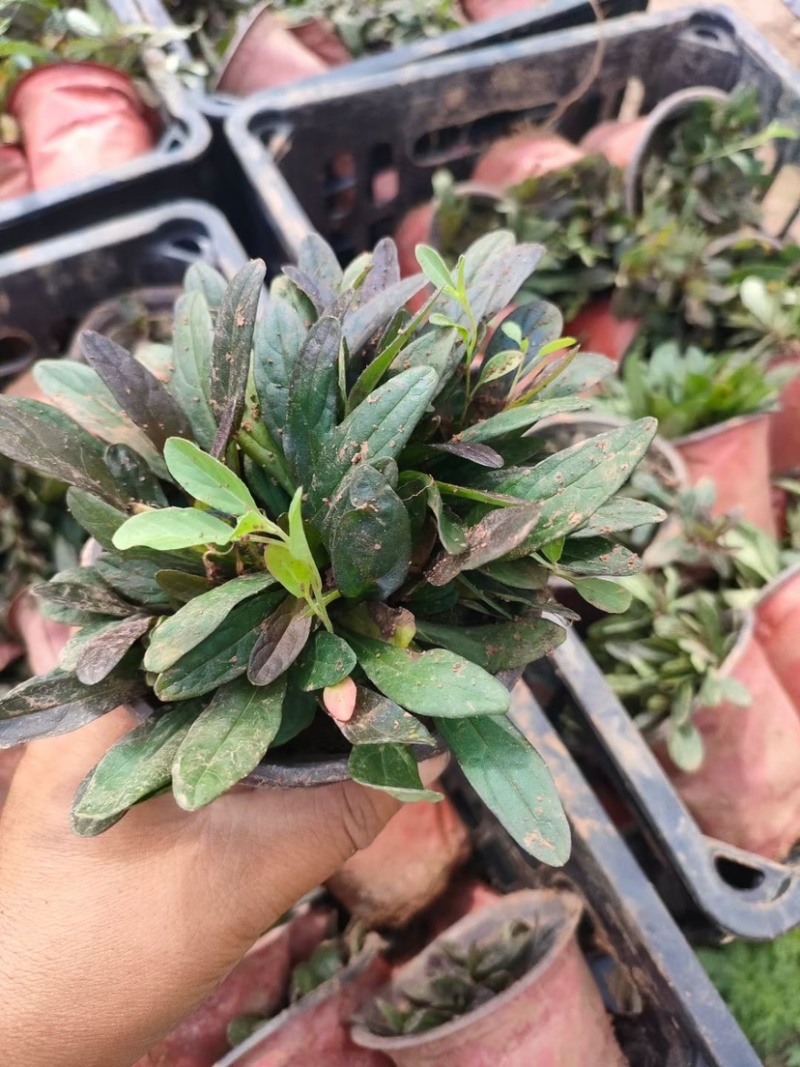 筋骨草日本筋骨草基地直发一手货源