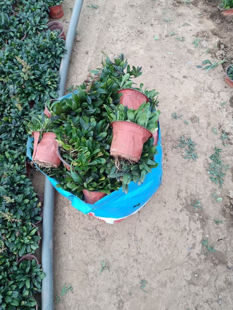 筋骨草日本筋骨草基地直发一手货源