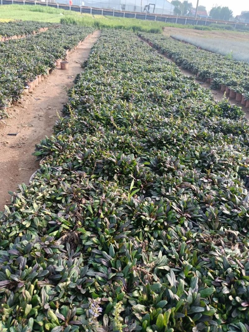 筋骨草日本筋骨草基地直发一手货源