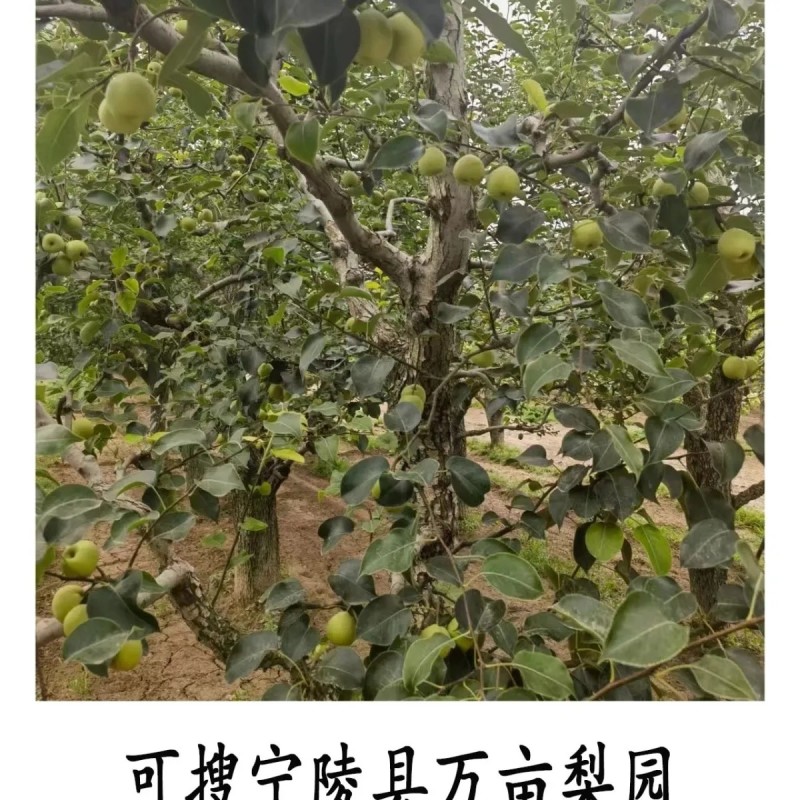正宗梨树枝果木炭烧烤煮茶取暖无添加无烟无明火原木炭耐烧