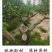 正宗梨树枝果木炭烧烤煮茶取暖无添加无烟无明火原木炭耐烧