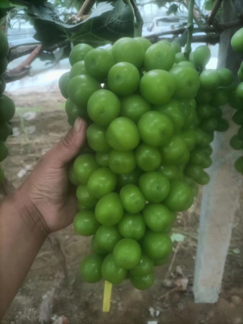 推荐阳光玫瑰大量上市晴王山东葡萄价格实惠欢迎联系