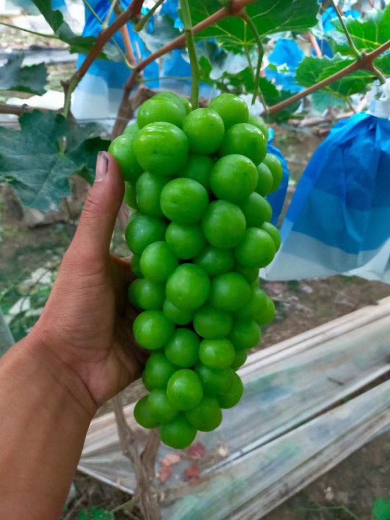 推荐阳光玫瑰大量上市晴王山东葡萄价格实惠欢迎联系