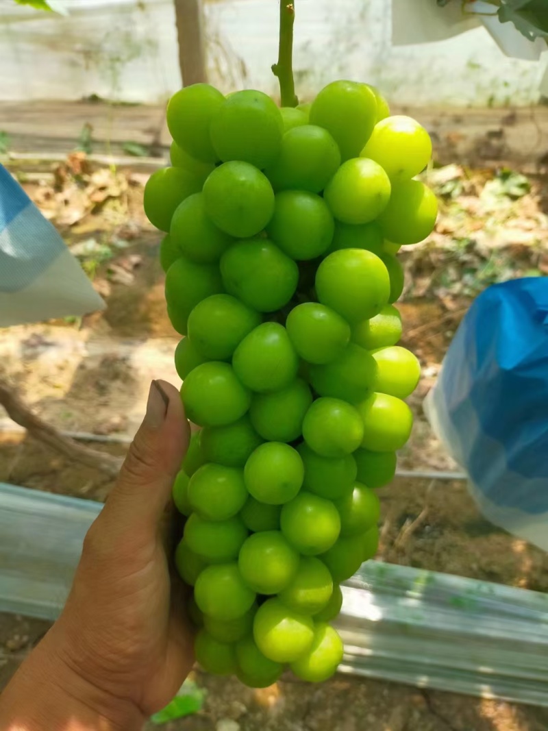 推荐阳光玫瑰大量上市晴王山东葡萄价格实惠欢迎联系