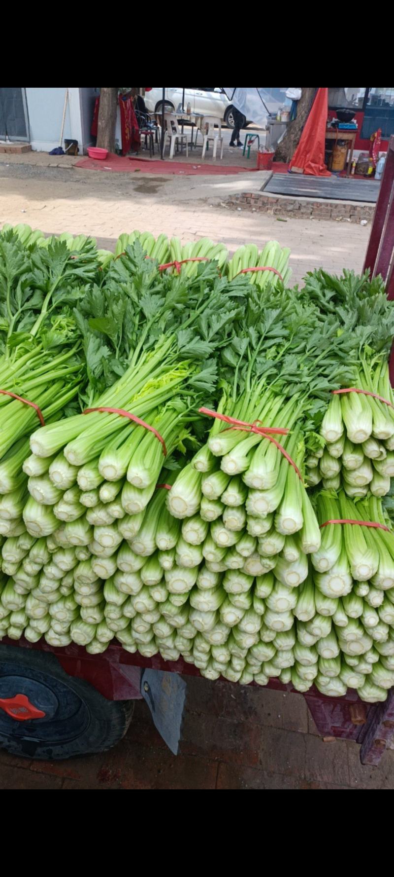 山西运城精品芹菜产地大量出货代收代发一条龙大量出货🚚