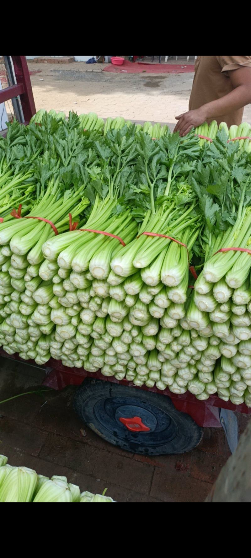 山西运城精品芹菜产地大量出货代收代发一条龙大量出货🚚