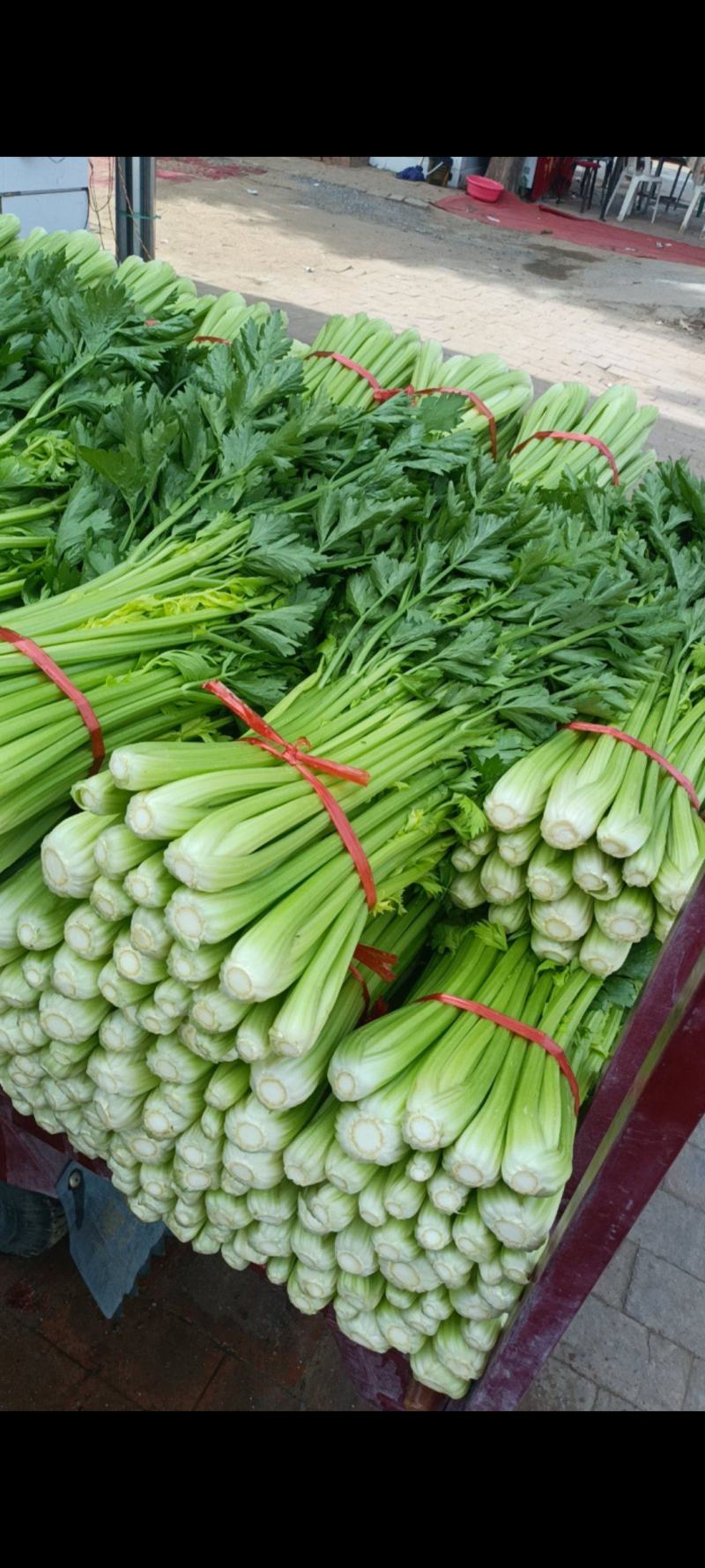 山西运城精品芹菜产地大量出货代收代发一条龙大量出货🚚